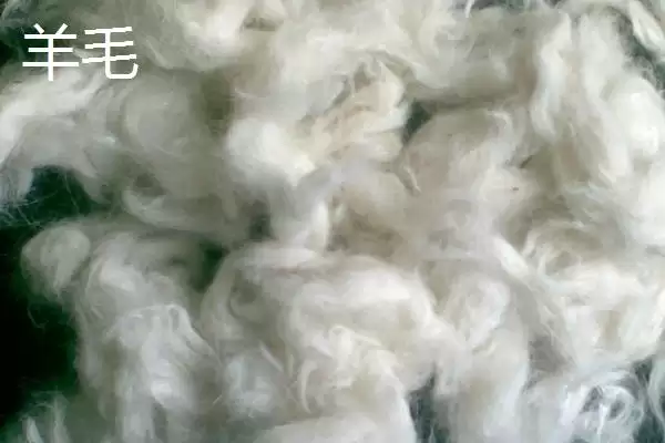 认识羊绒种类的方法和重点?认识羊绒种类要做好哪些细节?插图4 认识羊绒种类的方法和重点?认识羊绒种类要做好哪些细节?插图4