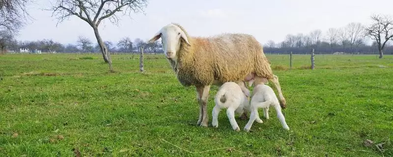 小羊不吃奶的处理方法和要点？处理小羊不吃奶问题需注意哪些关键？-会东网