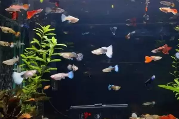 鱼会得抑郁症吗？鱼的心理状态与养鱼关键细节？插图3