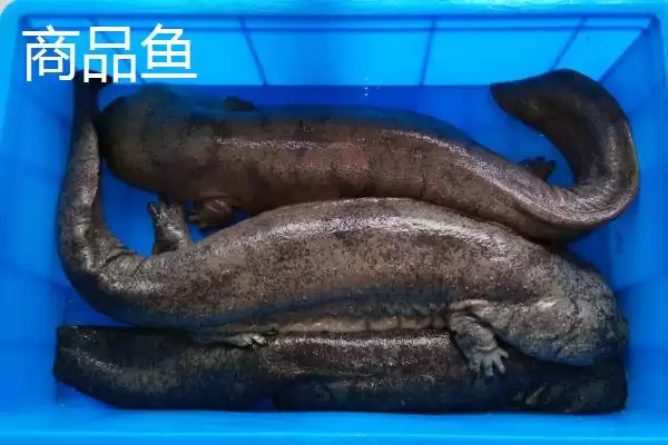 娃娃鱼商品鱼和种鱼的鉴别方法是什么？娃娃鱼种鱼鉴别方法与养鱼要点？插图5