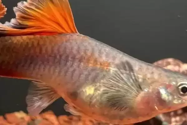 养殖孔雀鱼有啥技巧？孔雀鱼养殖技巧与养鱼关键细节？插图2