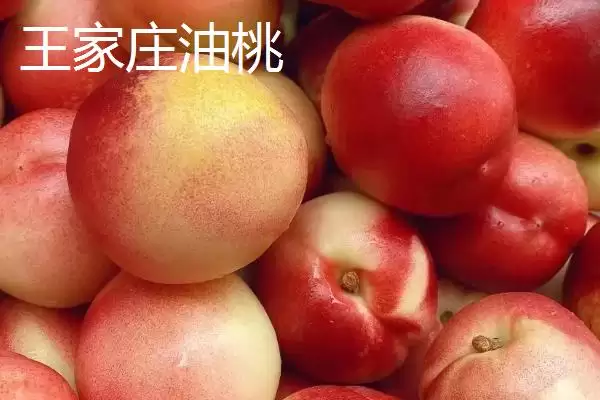 山东莱西的特产有哪些？特产知识与养鱼方法要点？插图6