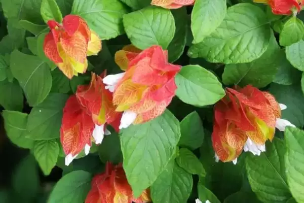 虾衣花养护的方法和要点？养护虾衣花要掌握哪些关键步骤？插图4