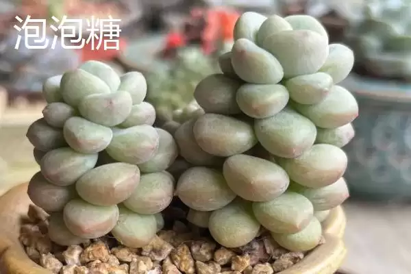 鱼子酱与洛可可、泡泡糖、达芙妮有何区别？鱼子酱知识与养鱼重点？插图3