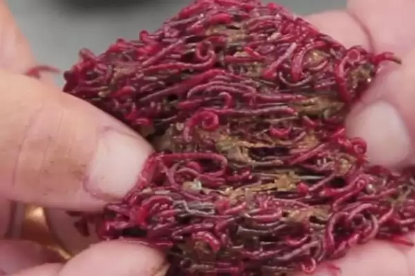 用红虫钓鱼直接挂钩还是用皮筋？红虫钓鱼技巧与养鱼重点？插图1