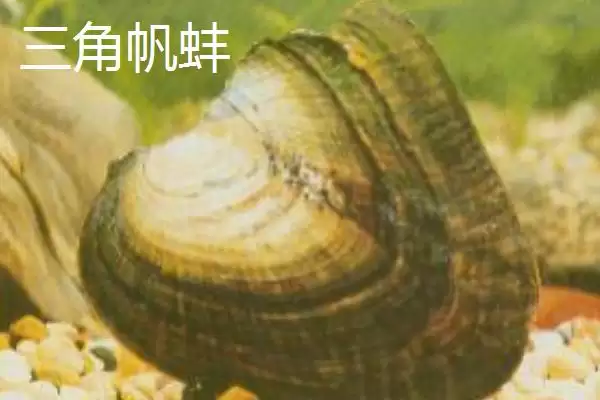 圆顶珠蚌产地在哪？圆顶珠蚌产地知识与养鱼要点？插图3