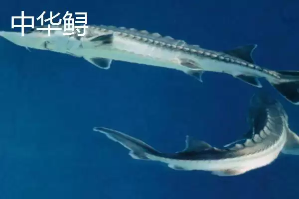 鲟鳇鱼和中华鲟区别是啥？鱼类辨别与养鱼重点事项？插图4
