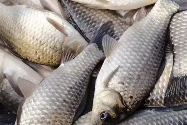 三四斤的鲫鱼是什么品种？鲫鱼品种知识与养鱼方法要点？插图3