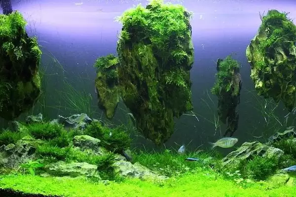水草的养殖技术是什么？水草养殖技术与养鱼方法要点？插图5