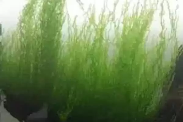 水草的养殖技术是什么？水草养殖技术与养鱼方法要点？插图6
