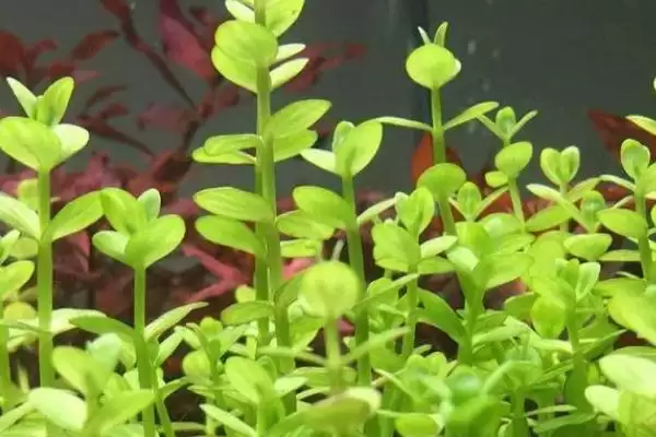 水草的养殖技术是什么？水草养殖技术与养鱼方法要点？插图7