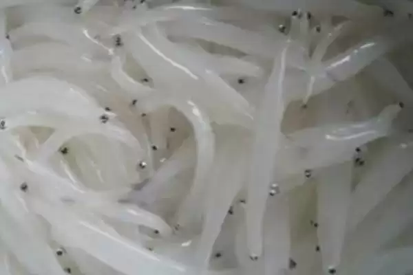 银鱼产地在哪？银鱼产地知识与养鱼方法重点？插图2