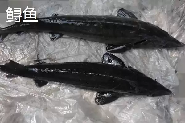 养殖的中华鲟能不能吃？中华鲟养殖与养鱼关键细节？插图4