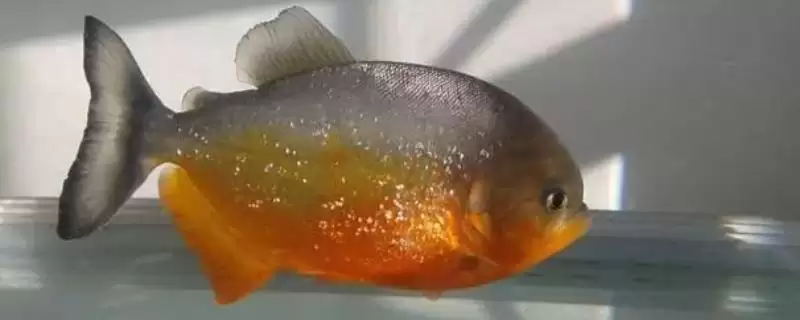 胭脂食人鱼好不好养?鱼类养殖难度与养鱼关键细节?-会东网