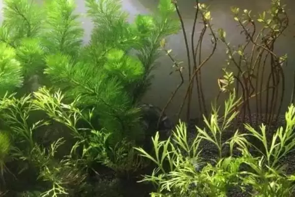 水草的养殖技术是什么？水草养殖技术与养鱼方法要点？插图8