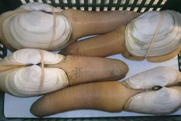 象牙蚌的价格是多少？象牙蚌价格认知与养鱼重点事项解读？插图1