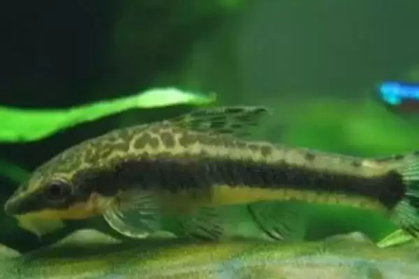 小精灵鱼吃什么？小精灵鱼食性知识与养鱼方法要点探讨？插图3