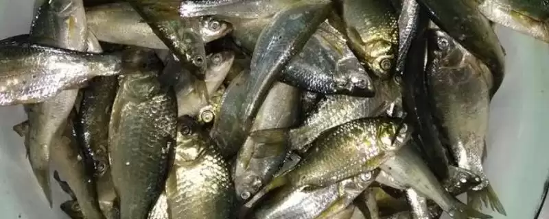 银鲴鱼价格是多少?银鲴鱼价格与养鱼方法关键细节?-会东网