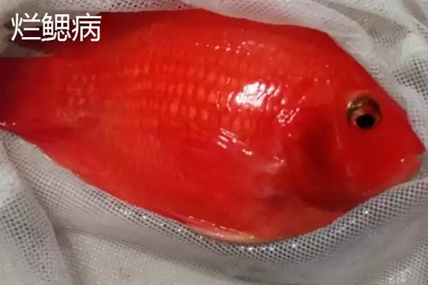 鹦鹉鱼患病咋办？鹦鹉鱼疾病处理与养鱼重点细节？插图2