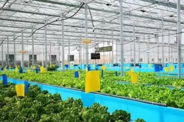 鱼菜共生养殖技术是啥？鱼菜共生技术与养鱼重点？插图2