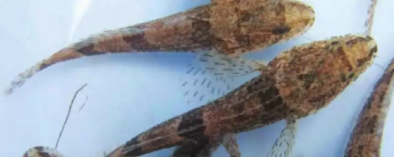 松江鲈鱼是不是国家保护动物？松江鲈鱼保护级别与养鱼关键细节？-会东网