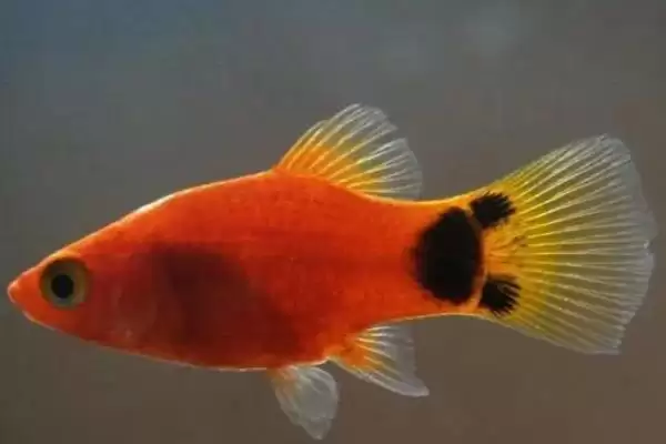 鱼是怎么受精怀孕的？鱼受精繁殖知识与养鱼关键细节？插图4