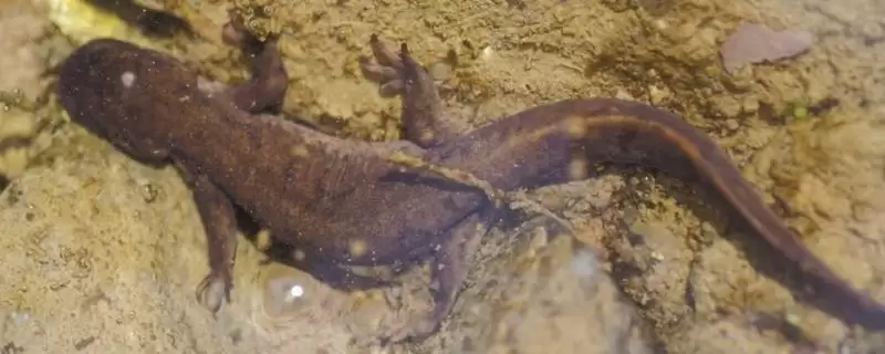 娃娃鱼在水中还是陆地上生活?娃娃鱼生活环境知识与养鱼关键细节?-会东网