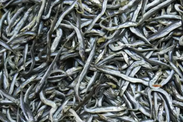 怎么保存银鱼干？银鱼干保存方法与养鱼方法要点？插图1