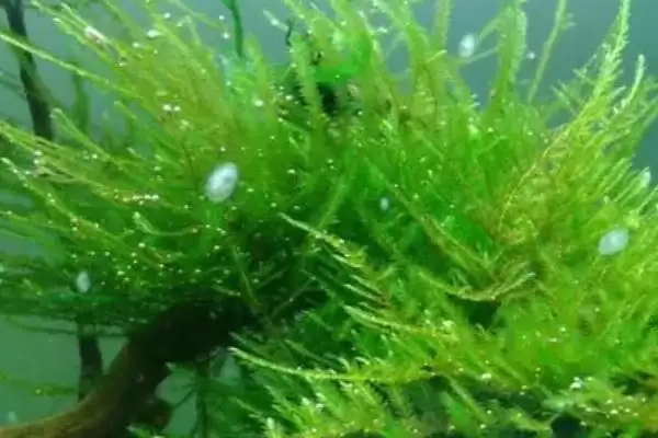 水草的养殖技术是什么？水草养殖技术与养鱼方法要点？插图1