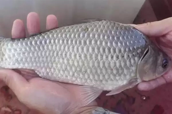 养鱼密度咋确定？养鱼密度知识与养鱼关键细节讲解？插图3