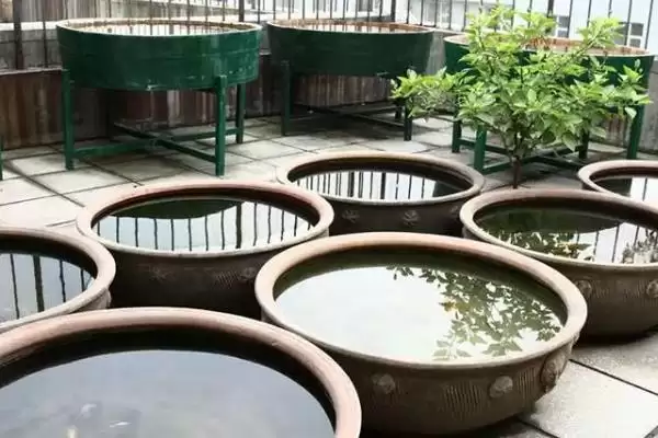 什么水适合养鱼？养鱼用水知识科普与养鱼方法要点？插图4