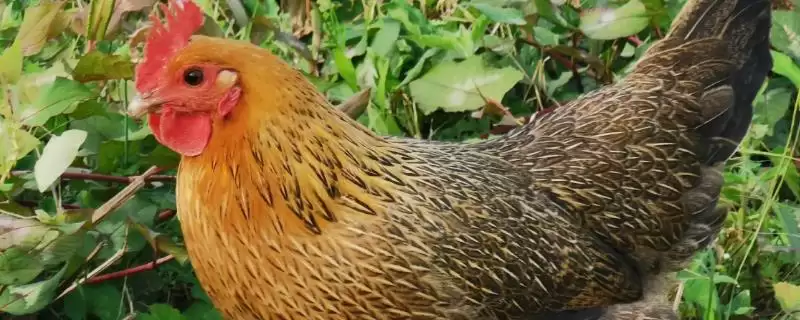 生鱼能否直接喂鸡?生鱼用途知识与养鱼关键细节?-会东网