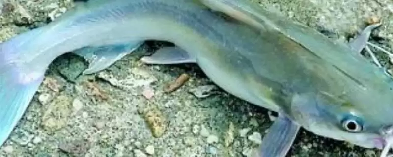 塘鲺的食物是什么?塘鲺食物知识与养鱼关键细节?-会东网