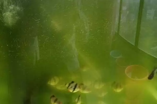 鱼缸的水会变绿是啥原因？鱼缸水变绿原因与养鱼关键细节？插图4