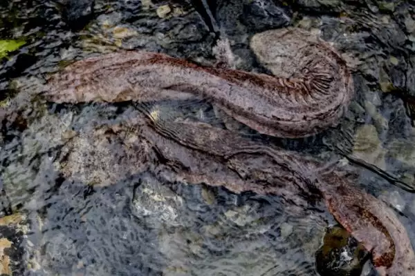 娃娃鱼在水中还是陆地上生活?娃娃鱼生活环境知识与养鱼关键细节?插图6 娃娃鱼在水中还是陆地上生活?娃娃鱼生活环境知识与养鱼关键细节?插图6