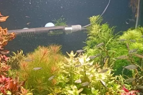 水草的养殖技术是什么？水草养殖技术与养鱼方法要点？插图2