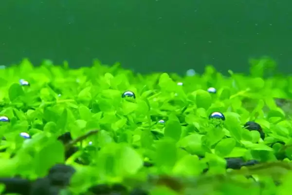 水草的养殖技术是什么？水草养殖技术与养鱼方法要点？插图3