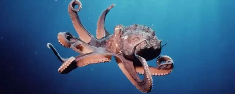 章鱼的天敌是什么?章鱼天敌知识与养鱼方法要点?-会东网