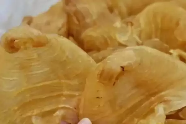 鱼胶都是什么鱼做的？鱼胶原料知识与养鱼方法要点？插图1