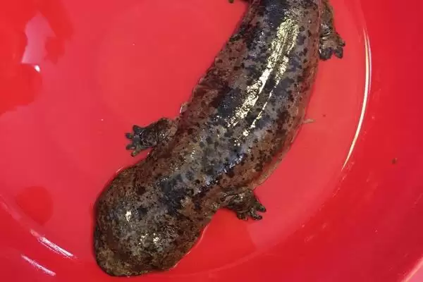 娃娃鱼在水中还是陆地上生活?娃娃鱼生活环境知识与养鱼关键细节?插图4 娃娃鱼在水中还是陆地上生活?娃娃鱼生活环境知识与养鱼关键细节?插图4