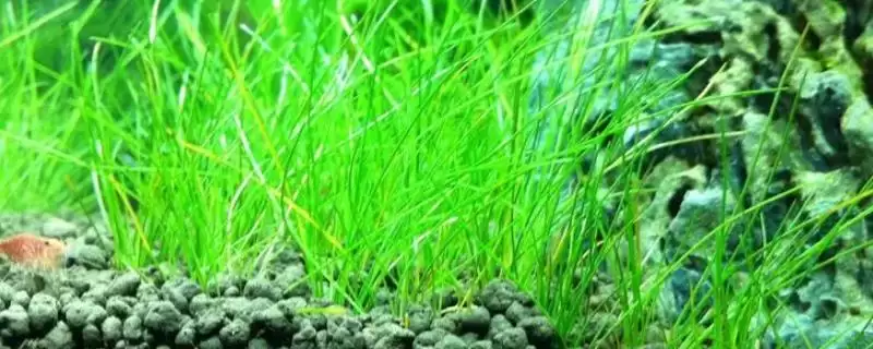 水草的养殖技术是什么？水草养殖技术与养鱼方法要点？-会东网