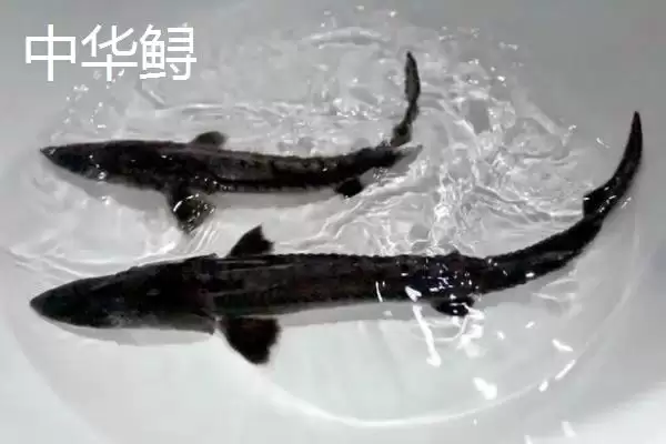 养殖的中华鲟能不能吃？中华鲟养殖与养鱼关键细节？插图3