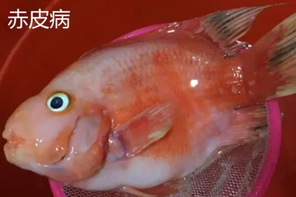 鹦鹉鱼患病咋办？鹦鹉鱼疾病处理与养鱼重点细节？插图3
