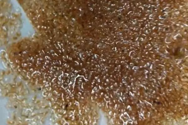 什么是水蚤？水蚤知识科普与养鱼关键细节？插图4