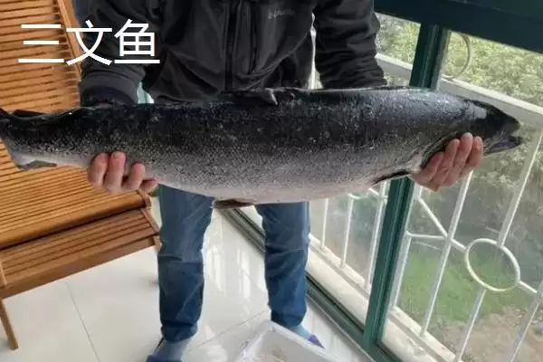 三文鱼可以淡水养殖吗？三文鱼养殖知识与养鱼重点细节？插图3