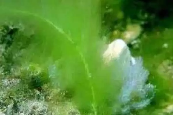 鱼缸的水会变绿是啥原因？鱼缸水变绿原因与养鱼关键细节？插图5