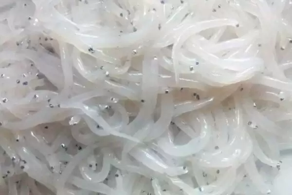 银鱼产地在哪？银鱼产地知识与养鱼方法重点？插图3