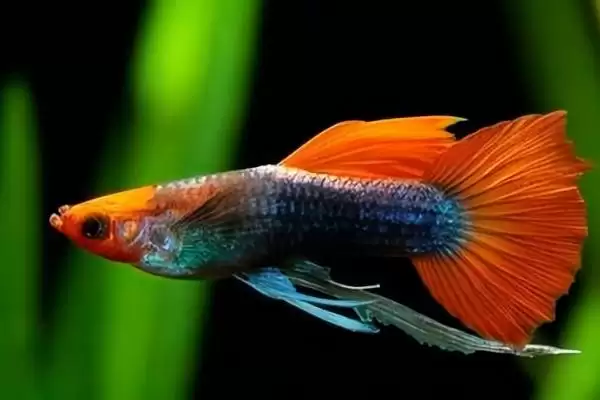鱼是怎么受精怀孕的？鱼受精繁殖知识与养鱼关键细节？插图2