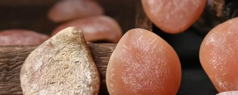 什么是青鱼石？青鱼石知识科普与养鱼关键细节？-会东网