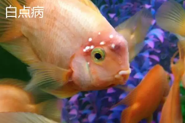 鹦鹉鱼患病咋办？鹦鹉鱼疾病处理与养鱼重点细节？插图6